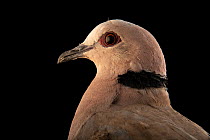 Red-eyed dove (Streptopelia semitorquata) head portrait, Pinola Conservancy. Captive, occurs in Africa.