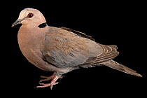 Red-eyed dove (Streptopelia semitorquata) portrait, Pinola Conservancy. Captive, occurs in Africa.