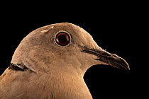 Eurasian collared-dove (Streptopelia decaocto decaocto) head portrait, Sheikh Butti Maktoum Wildlife, Dubai, UAE. Captive.
