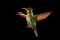 Fiery-throated hummingbird (Panterpe insignis insignis) hovering, portrait, from the wild near San Jose, Costa Rica.