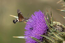 RF - Hummingbird hawkmoth (Macroglossum stellatarum) nectaring on Thistle (Cirsium sp.) flower, Pyrenees, Spain. August. (This image may be licensed either as rights managed or royalty free.)