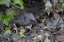 RF - European hedgehog (Erinaceus europaeus) among dried leaves, portrait, Norwich, Norfolk, England, UK. May. (This image may be licensed either as rights managed or royalty free.)