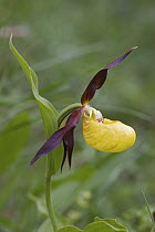 Lady's slipper orchid (Cypripedium calceolus) in flower, Portalet Pass, Pyrenees, Spain. June.