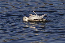 Common gull (Larus canus) lying on its back with legs in the air, bathing in water, Norwich, Norfolk, England, UK. January.