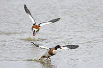 Two Shelduck (Tadorna tadorna) drakes chasing each other on water during territorial dispute, Norfolk, England, UK. June.