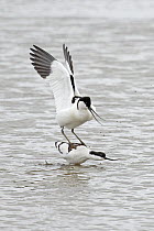 Avocets (Recurvirostra avosetta) pair mating on water, Cley Marshes, Norfolk, England, UK. April.