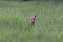Fox (Vulpes vulpes) walking through long grass, Suffolk, England, UK. May.
