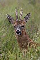 Roe deer (Capreolus capreolus) buck, standing in long grass, head portrait, Norfolk, England, UK. May.