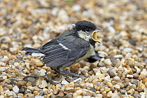 Great tit (Parus major) fledgling on the ground begging for food, Norfolk, England, UK. May.