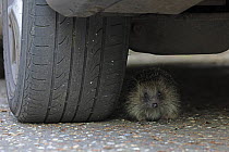 European hedgehog (Erinaceus europaeus) hiding underneath a car, Norwich, Norfolk, UK. May.