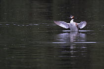 Great crested grebe (Podiceps cristatus) on water spreading its wings, Norfolk, England, UK. June.