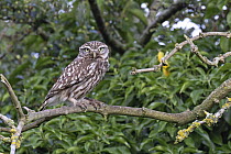 Little owl (Athene noctua) perched on branch, Norfolk, England, UK. June.