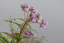 Himalayan balsam (Impatiens glandulifera) in flower, Norfolk, England, UK. July.