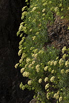 Rock samphire (Crithmum maritimum) in flower, Cornwall, England, UK. August.