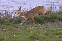 Chinese water deer (Hydropotes inermis) running along water's  edge, Cley, Norfolk, England, UK. April.