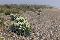 Sea kale (Crambe maritima) in flower along shingle beach, Suffolk, England, UK. June.