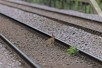 Brown hare (Lepus europaeus) crossing railway tracks, Norfolk, England, UK. July.