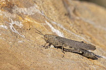 Egyptian grasshopper (Anacridium aegyptium) resting on stone, Pyrenees, Spain. August.