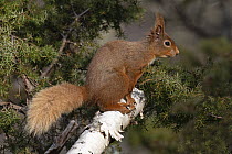 RF - Red squirrel (Sciurus vulgaris) resting on branch, Insh, Highlands, Scotland, UK. April. (This image may be licensed either as rights managed or royalty free.)