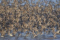 RF - Knot (Calidris canutus) flock in flight over water along the coast, Norfolk, England, UK.February. (This image may be licensed either as rights managed or royalty free.)