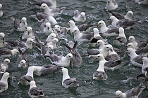 RF - Fulmar (Fulmarus glacialis) flock feeding on sea surface, Iceland. June. (This image may be licensed either as rights managed or royalty free.)