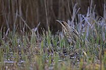 RF - Bittern (Botaurus stellaris) standing among reeds at water's edge, Norfolk, England, UK. March. (This image may be licensed either as rights managed or royalty free.)