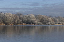 View across lake with reedbeds and woodland in winter, Whitlingham Country Park, Norfolk, England, UK. January, 2023.