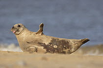Grey seal (Halichoerus grypus) rolling in sand on beach with tongue poking out, Norfolk, England, UK. November.