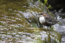 Dipper (Cinclus cinclus) perched on rock in stream, Youlgreave Derbyshire, England, UK. July.