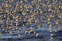 Knot (Calidris canutus) flock in flight over water, Norfolk, England, UK. February.