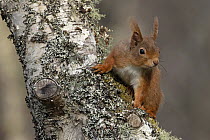 Red squirrel (Sciurus vulgaris) resting on tree trunk, Insh, Highlands, Scotland, UK. April.