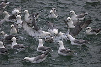 Fulmar (Fulmarus glacialis) flock feeding on water surface, Iceland. June.