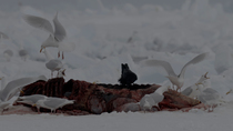 American crow (Corvus brachyrhynchos) and flock of Iceland gulls (Larus glaucoides) feeding on remains of carcass of Narwhal (Monodon monoceros)  left by hunters, Baffin Island, Canada.