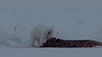 Polar bear (Ursus maritimus) feeding on remains of hunted Narwhal (Monodon monoceros) carcass, Mittimitalik, Baffin Island, Canada.