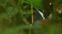 Close-up of Crossley's vanga (Mystacornis crossleyi) male calling from bushes, Maromizaha Forest, Madagascar, August.