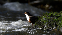 White-throated dipper (Cinclus cinclus) feeding whilst perching on rocky stone in River Kennal, before taking flight and leaving frame, Cornwall, UK,  February.