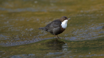 White-throated dipper (Cinclus cinclus) bathing in River Kennal before perching on rock, taking flight and leaving frame, Cornwall, UK, February.