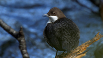 White-throated dipper (Cinclus cinclus) preening whilst perching on branch by River Kennal, Cornwall, UK,  February.
