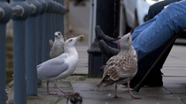 Herring gull (Larus argentatus) juveniles and adult begging from and being fed chips by people sitting on bench, St Ives, Cornwall, UK, October.