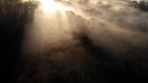 Drone shot of mist over coppiced woodland, Perranarworthal, Cornwall, UK, February.