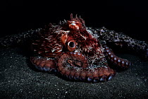 Pacific giant octopus (Enteroctopus dofleini) resting on seabed beside encrusted metal bar, Hokkaido, Japan, Pacific Ocean.