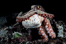 East Asian common octopus (Octopus sinensis) holding a clam in its tentacles, Kagoshima Prefecture, Japan, Pacific Ocean.