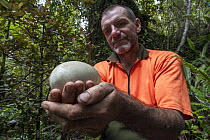 A ranger holding the egg of an Okarito kiwi (Apteryx rowi) in Okarito Forest. This egg was rescued and sent to a wildlife centre to greatly improve its chances of survival, West Coast, South Island, N...