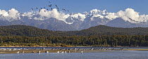 View of Okarito Forest, habitat of the Okarito kiwi (Apteryx rowi), with the Southern Alps including Mt Cook and Mt Tasman in background. Shorebirds including Pied stilts (Himantopus leucocephalus) an...