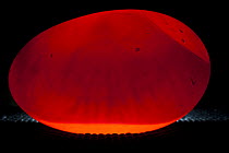 Okarito kiwi (Apteryx rowi) being "candled" to check its fertility and progress. This egg was rescued and sent to a wildlife centre to greatly improve its chances of survival, West Coast, South Island...