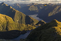 Kea (Nestor notabilis) in flight over an alpine lake with Doubtful Sound in the background, Fiordland National Park, South Island, New Zealand. Endangered.