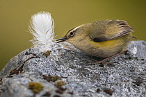 New Zealand rock wren (Xenicus gilviventris) male, perched on rock with feather in beak to use as nesting material, Haast Range, West Coast, New Zealand. Endangered.