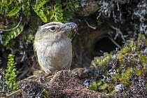 New Zealand rock wren (Xenicus gilviventris) male, perched at entrance to nest holding Alpine cicada prey in beak to feed chicks,  Haast Range, West Coast, New Zealand. Endangered.