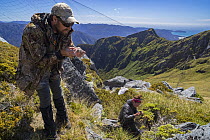Fieldworkers removing New Zealand rock wrens (Xenicus gilviventris) from a mist-net on mountainside, Haast Range, West Coast, New Zealand. January, 2018. Endangered.