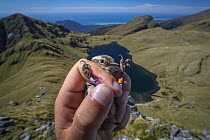 New Zealand rock wren (Xenicus gilviventris) male, being held by researcher with bird rings visible, Lake Greaney, Haast Range, West Coast, New Zealand. January, 2018. Endangered. Controlled condition...